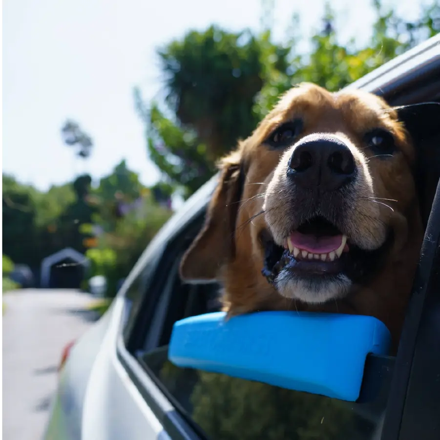 The Whiffie Cushion™ — Patented Car Window Chin Rest For Dogs